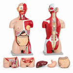 Torso with Interchangeable Sex Organs